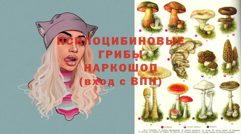 цена   Кириллов  Псилоцибиновые грибы Psilocybine cubensis 